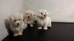 Cuccioli di Maltese