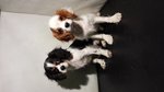 Cuccioli di Cavalier King