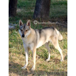 Cuccioli lupo Cecoslovacco - Foto n. 4