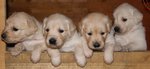 Cuccioli di Golden Retriever