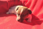 Splendida Cucciola jack Russell Terrier Pedigree Roi - Foto n. 1