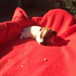 Splendida Cucciola jack Russell Terrier Pedigree Roi - Foto n. 2