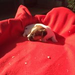 Splendida Cucciola jack Russell Terrier Pedigree Roi - Foto n. 3
