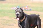 Cane Corso - Foto n. 2