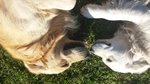 Cuccioli di Golden Retivier - Foto n. 8