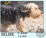 Seline, 4 anni e 14kg D'amore Puro - Foto n. 3