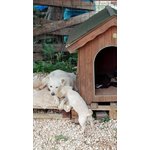 Adozione per due Simil Labradorini - Foto n. 4
