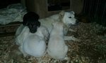 Adozione per due Simil Labradorini - Foto n. 5