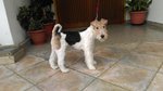 🐶 Fox Terrier femmina di 9 anni in vendita a Cosenza (CS) e in tutta Italia da privato