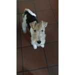 Dolcissima Cucciola di fox Terrier a pelo Ruvido - Foto n. 2