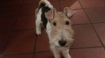 Dolcissima Cucciola di fox Terrier a pelo Ruvido - Foto n. 3