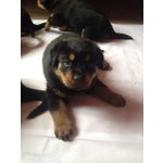 Cuccioli di Rottweiler