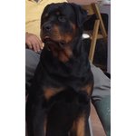 Cuccioli di Rottweiler - Foto n. 2