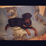 Cuccioli di Rottweiler - Foto n. 3