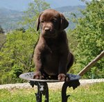 Cuccioli Labrador Chocolate