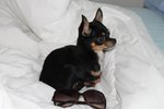 Chihuahua Minuscolo per Accoppiamento - Foto n. 1