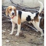 🐶 Beagle maschio in adozione a Bisceglie (BT) e in tutta Italia da privato
