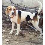 ROCCO GIOVANISSIMO BEAGLE IN ADOZIONE