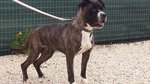 Africa Dolcissima mix Amstaff