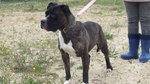 Africa Dolcissima mix Amstaff - Foto n. 3