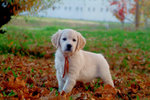 Cuccioli Golden Retriever Maschi e Femmine - Foto n. 2