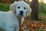 Cuccioli Golden Retriever Maschi e Femmine