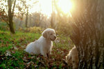 Cuccioli Golden Retriever Maschi e Femmine - Foto n. 3