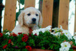 Cuccioli Golden Retriever Maschi e Femmine - Foto n. 4