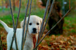 Cuccioli Golden Retriever Maschi e Femmine - Foto n. 5