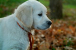 Cuccioli Golden Retriever Maschi e Femmine - Foto n. 6