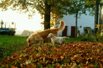 Cuccioli Golden Retriever Maschi e Femmine - Foto n. 8