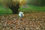 Cuccioli Golden Retriever Maschi e Femmine - Foto n. 9