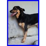 Neo Cucciolone 1 anno Pinscher tg Media - Foto n. 4