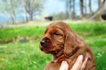 Stupendi Cuccioli di Setter Irlandese Rosso - Foto n. 1