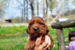 Stupendi Cuccioli di Setter Irlandese Rosso - Foto n. 2