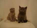 Vendita Gattini di British e Scottish Fold