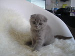 Vendita Gattini di British e Scottish Fold - Foto n. 3