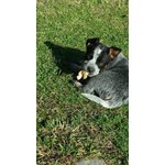 Splendidi Cuccioli Australian Cattle Dog