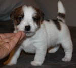 Cuccioli Splendidi di jack Russell - Foto n. 2