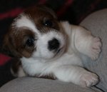 Cuccioli Splendidi di jack Russell