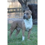 Amstaff disponibile per monte