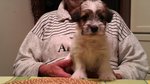 Cuccioli jack Russell Terrier - Foto n. 1
