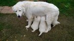 Cuccioli Pastore Maremmano Abruzzese - Foto n. 3