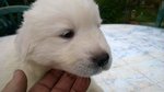 Cuccioli Pastore Maremmano Abruzzese - Foto n. 4