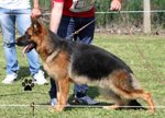 Stupendi Cuccioli di Pastore Tedesco di Altissima Genealogia - Foto n. 6