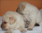 Cuccioli Labrador - Foto n. 3