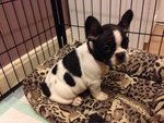 Bulldog/bouledogue Francese Cuccioli