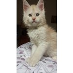 Maine coon Cuccioli