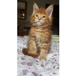 Maine coon Cuccioli - Foto n. 3