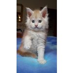 Maine coon Cuccioli - Foto n. 5